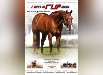 American Quarter Horse, Hengst, 15 Jaar, 151 cm, Red Dun