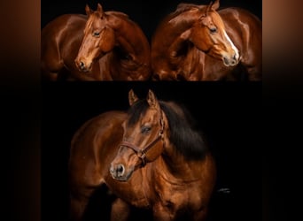 American Quarter Horse, Hengst, 25 Jaar, 148 cm, Red Dun
