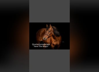American Quarter Horse, Hengst, 25 Jaar, 148 cm, Red Dun