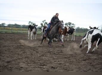American Quarter Horse, Hengst, 7 Jahre, 149 cm