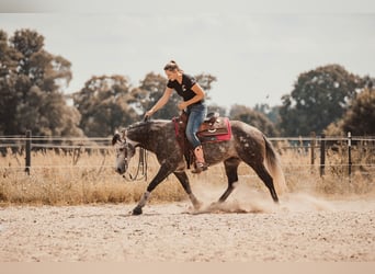 American Quarter Horse, Hengst, 7 Jahre, 149 cm