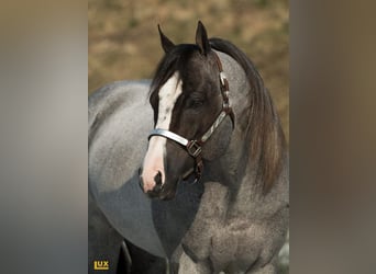 American Quarter Horse, Hengst, 12 Jahre, 157 cm, Roan-Bay