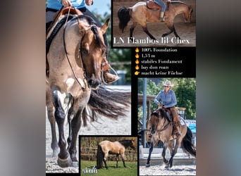 American Quarter Horse, Hengst, 9 Jahre, 153 cm, Roan-Bay