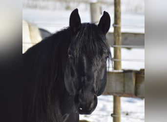 American Quarter Horse, Hengst, 3 Jahre, 152 cm, Roan-Blue