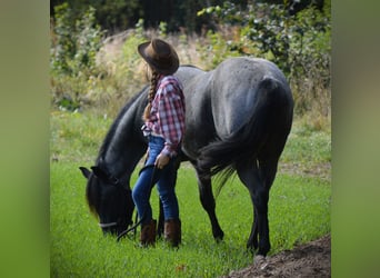 American Quarter Horse, Hengst, 3 Jahre, 152 cm, Roan-Blue
