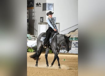 American Quarter Horse, Hengst, 11 Jahre, 160 cm, Roan-Blue