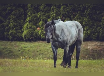 American Quarter Horse, Hengst, 12 Jaar, 145 cm, Roan-Blue