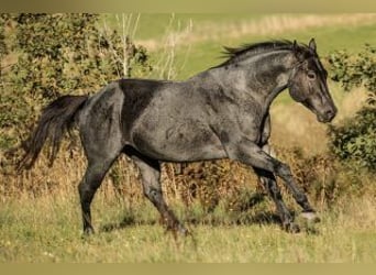 American Quarter Horse, Hengst, 9 Jahre, 152 cm, Roan-Blue