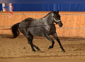 American Quarter Horse, Hengst, 9 Jahre, 152 cm, Roan-Blue