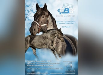 American Quarter Horse, Hengst, 9 Jahre, 152 cm, Roan-Blue