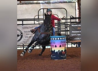 American Quarter Horse, Hengst, 9 Jahre, 152 cm, Roan-Blue