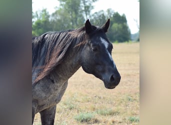 American Quarter Horse, Hengst, 11 Jahre, 150 cm, Roan-Blue
