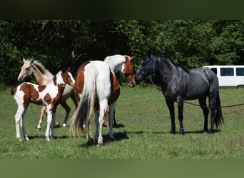 American Quarter Horse, Hengst, 11 Jahre, 150 cm, Roan-Blue