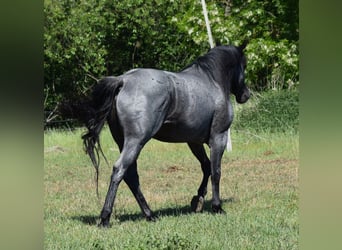 American Quarter Horse, Hengst, 11 Jahre, 150 cm, Roan-Blue