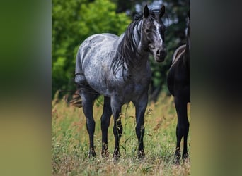 American Quarter Horse, Hengst, 11 Jahre, 150 cm, Roan-Blue