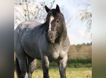 American Quarter Horse, Hengst, 11 Jahre, 150 cm, Roan-Blue