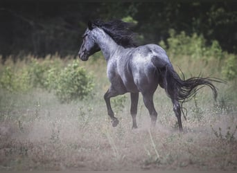 American Quarter Horse, Hengst, 11 Jahre, 150 cm, Roan-Blue