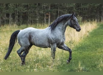 American Quarter Horse, Hengst, 12 Jahre, 145 cm, Roan-Blue
