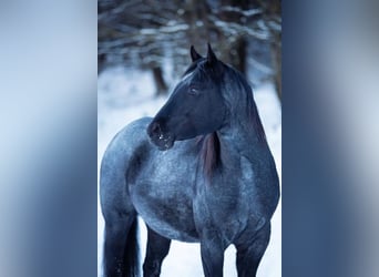 American Quarter Horse, Hengst, 11 Jahre, 145 cm, Roan-Blue