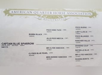 American Quarter Horse, Hengst, 12 Jahre, 145 cm, Roan-Blue