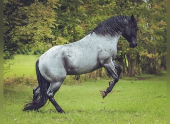 American Quarter Horse, Hengst, 11 Jahre, 145 cm, Roan-Blue