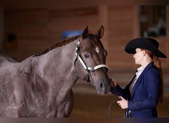 American Quarter Horse, Hengst, 10 Jaar, 160 cm, Roan-Red