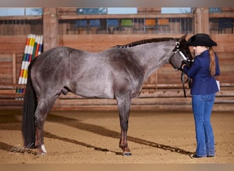 American Quarter Horse, Hengst, 10 Jaar, 160 cm, Roan-Red