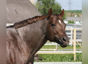 American Quarter Horse, Hengst, 10 Jahre, 160 cm, Roan-Red