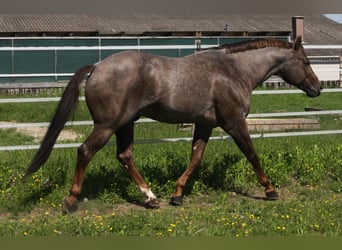 American Quarter Horse, Hengst, 10 Jahre, 160 cm, Roan-Red