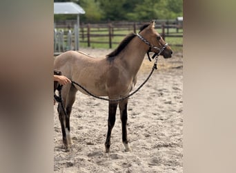 American Quarter Horse, Hengst, , 100 cm, Red Dun