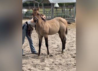 American Quarter Horse, Hengst, , 100 cm, Red Dun