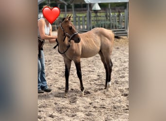 American Quarter Horse, Hengst, , 100 cm, Red Dun