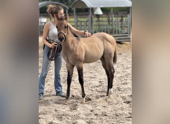 American Quarter Horse, Hengst, , 100 cm, Red Dun