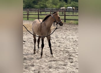 American Quarter Horse, Hengst, , 100 cm, Red Dun