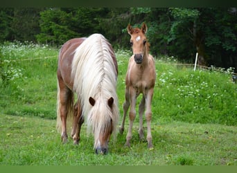 American Quarter Horse Mix, Hengst, veulen (05/2024), 140 cm, Red Dun