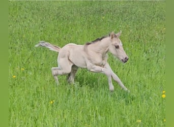 American Quarter Horse, Hengst, , 145 cm, Buckskin