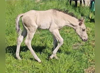 American Quarter Horse, Hengst, , 145 cm, Buckskin