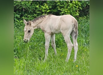 American Quarter Horse, Hengst, , 145 cm, Buckskin