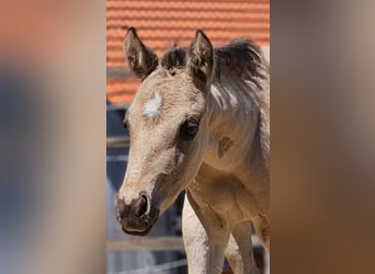 American Quarter Horse, Hengst, , 145 cm, Buckskin