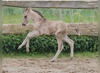 American Quarter Horse, Hengst, , 145 cm, Buckskin