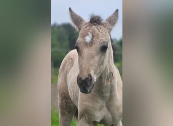American Quarter Horse, Hengst, , 145 cm, Buckskin