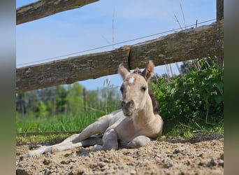 American Quarter Horse, Hengst, , 145 cm, Buckskin