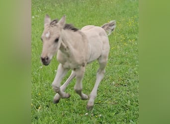 American Quarter Horse, Hengst, , 145 cm, Buckskin