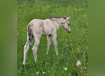 American Quarter Horse, Hengst, , 145 cm, Buckskin