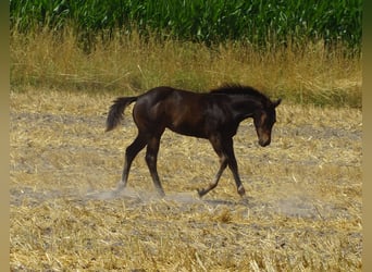 American Quarter Horse, Hengst, Veulen (03/2025), 145 cm, Zwartbruin