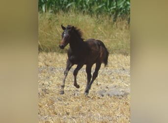 American Quarter Horse, Hengst, Veulen (03/2025), 145 cm, Zwartbruin