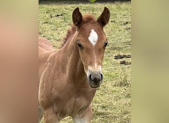 American Quarter Horse, Hengst, Veulen (04/2026), 146 cm, Roan-Red