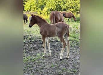 American Quarter Horse, Hengst, Veulen (04/2026), 146 cm, Roan-Red