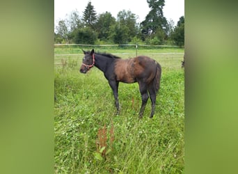 American Quarter Horse, Hengst, veulen (04/2024), 147 cm, Donkerbruin