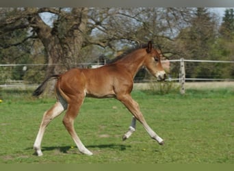 American Quarter Horse, Hengst, Veulen (04/2026), 148 cm, Bruin